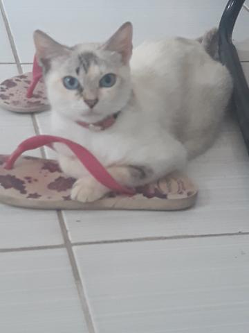 Adoção Responsável,Gata Angorá x Siamês