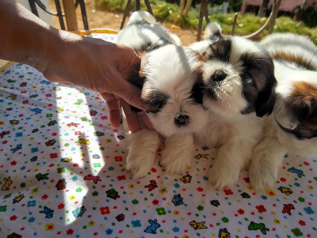 Filhotes de Shih Tzu - Foto 3