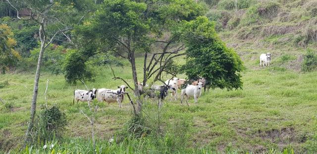 Fazenda 590,48 hectares no Leste de Minas na Região da sudene - Foto 10