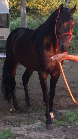 Cavalo - Foto 4