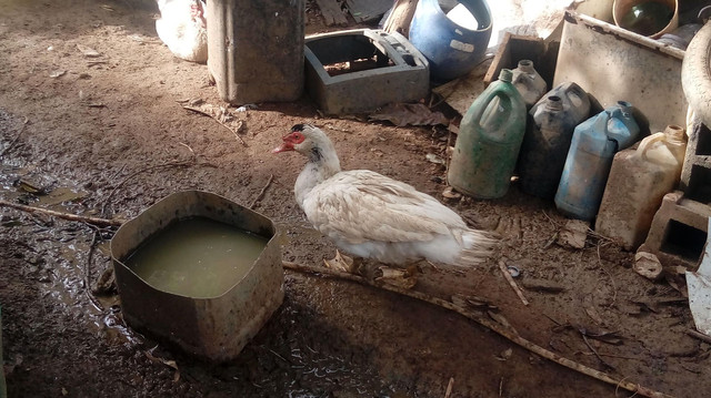 Vende-se patos - Foto 4