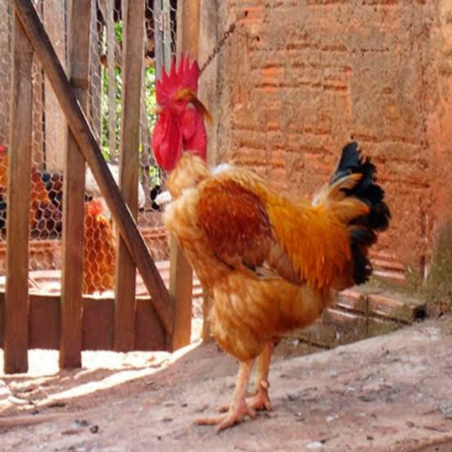 Pintinhos Label Rouge Raça pura ( Boa para Ovos e Carne) - Foto 2