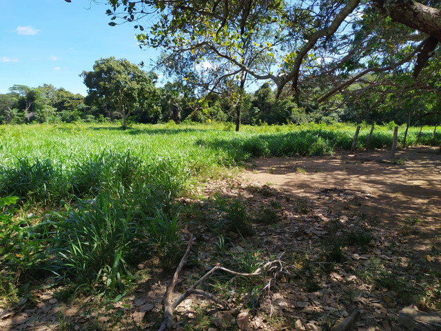 FAZENDA MUNICIPIO PINDORAMA 53 ALQUEIRES OBS. VALOR DO ALQUEIRES. - Foto 20