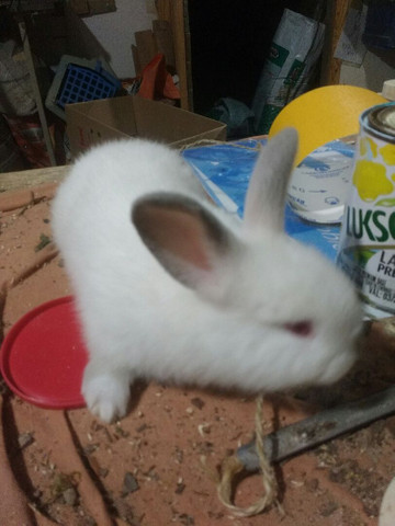 Filhotes de Coelhos Califórnia - Foto 5