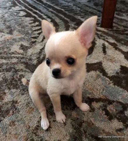 Para você que ama bbs de Chihuahuas, temos fêmeas e machinhos!!! 