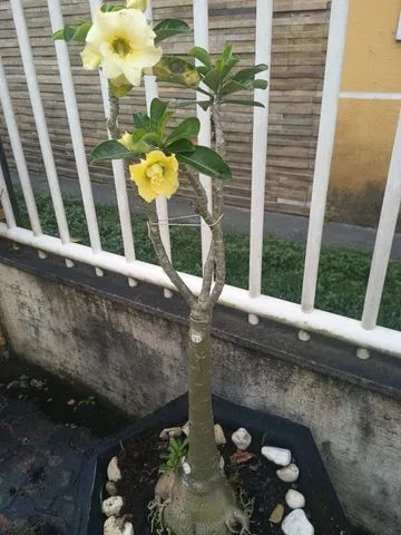 Vendo rosa do deserto 