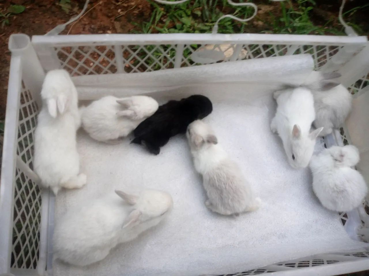 Os minis lindos para presentiar , continuam mais lindos ainda. - Foto 2