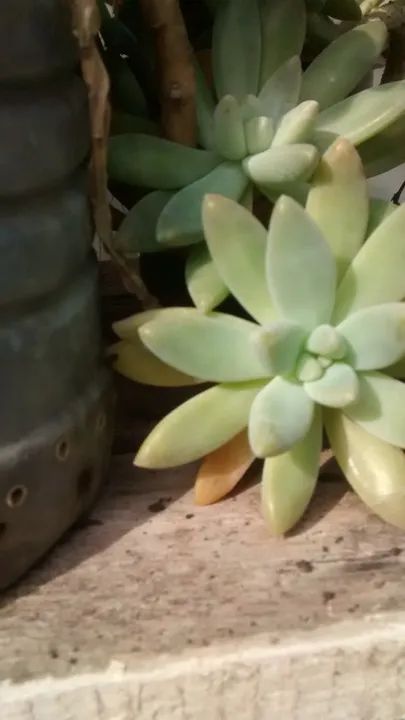 Plantas suculentas