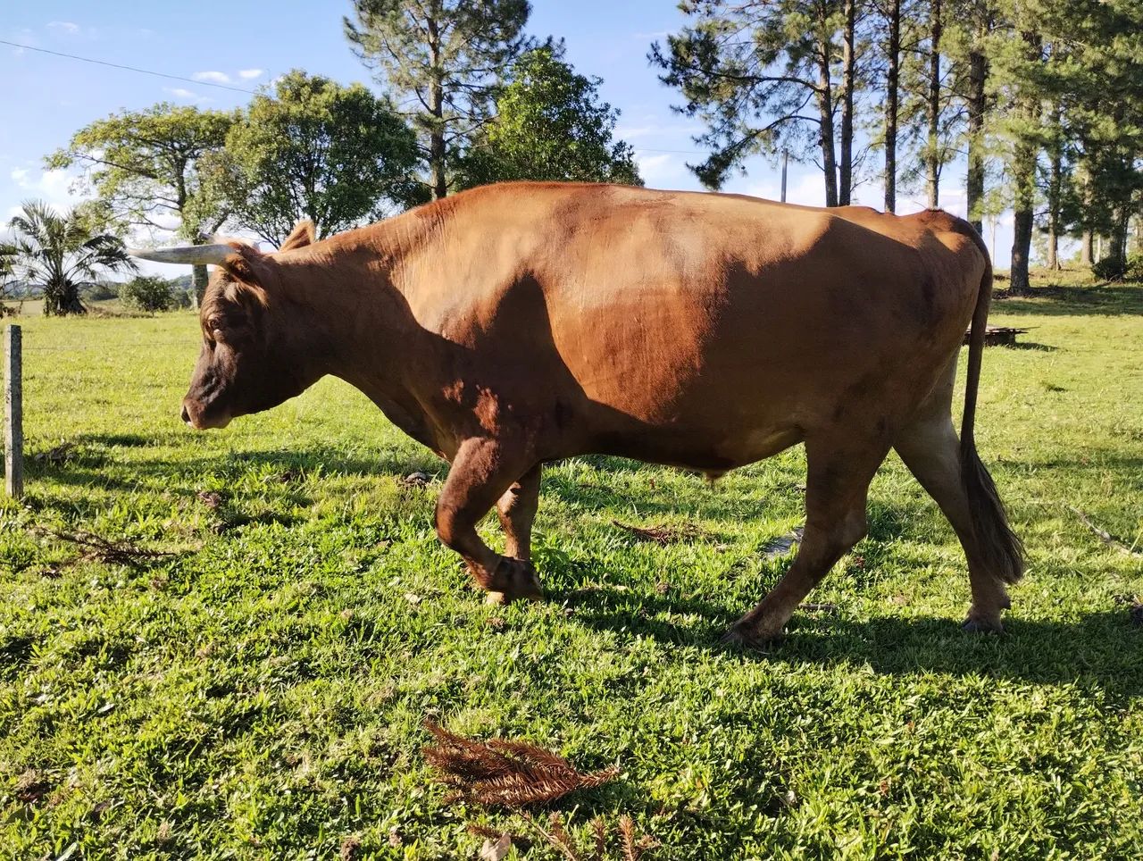Venda de animais  - Foto 3