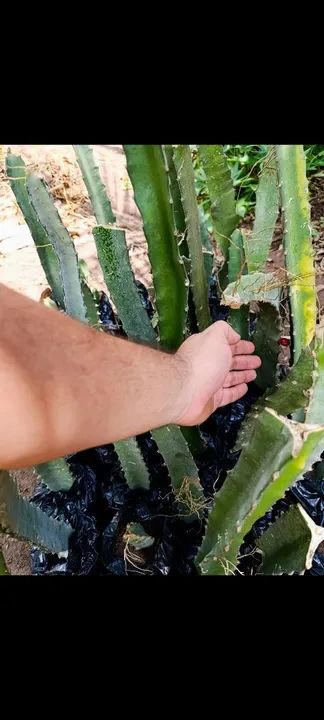 Mudas de Pitaya - Vermelha - rápida produção  - Foto 2