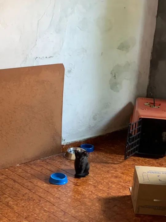 Linda gatinha para adoção - Foto 4