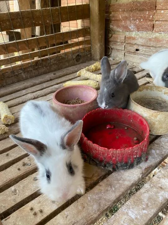 Coelhinho Branco e Cinza - Foto 4