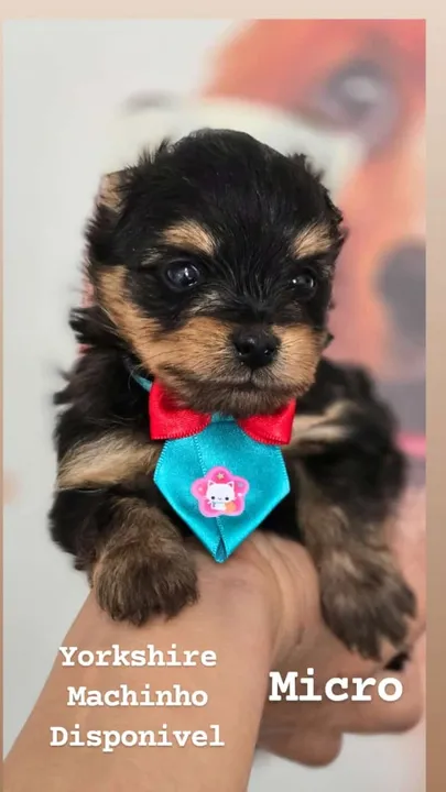Yorkshire Macho mini