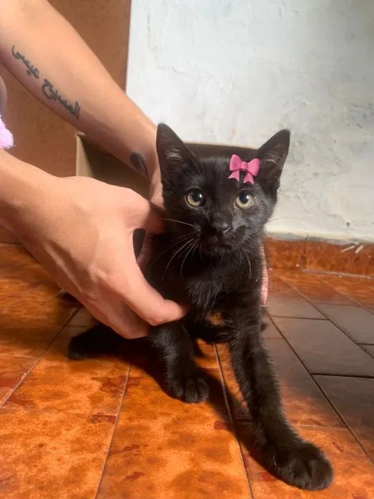 Linda gatinha para adoção - Foto 3