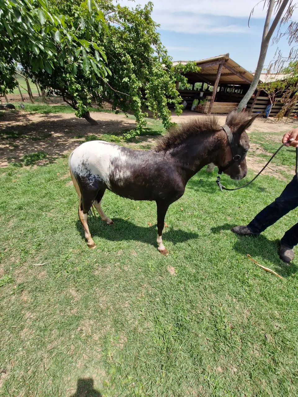 Mini ponei 85 cm - Foto 6