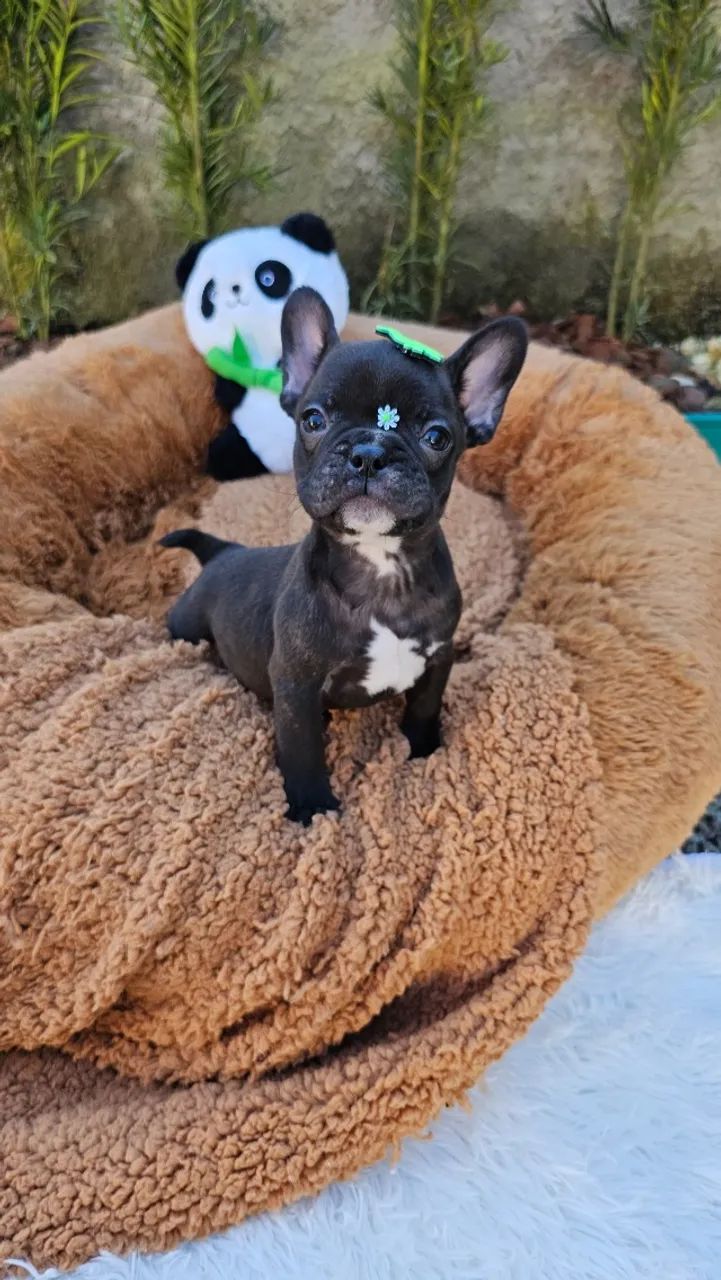 Bulldog francês,  macho e fêmea, preto, branco e tigrado. Criação responsável. Em até 12x