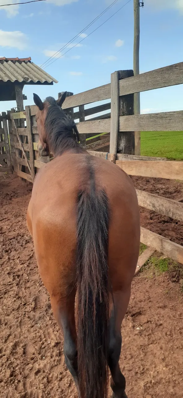 Cavalo para venda