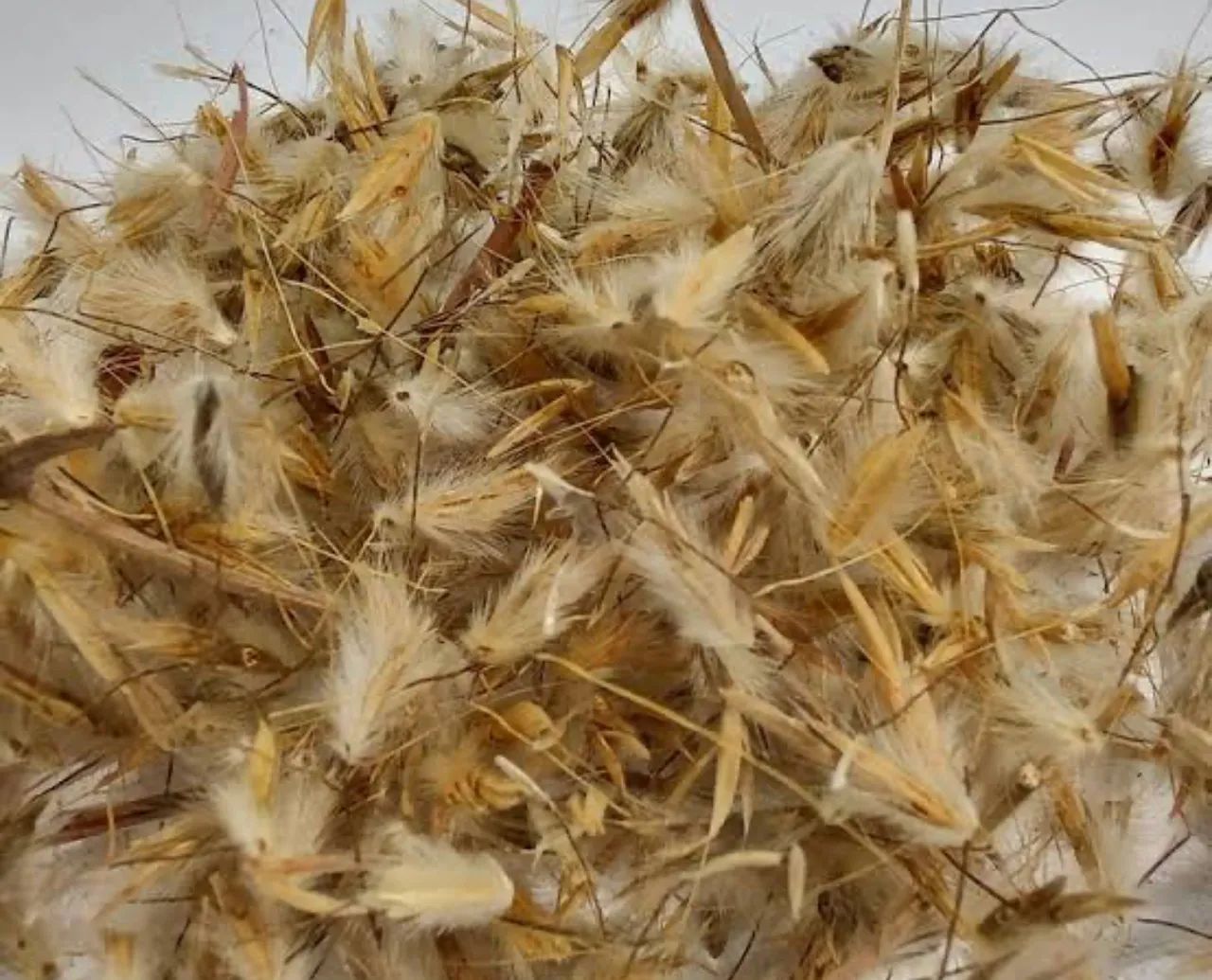 Vendo semente de andropol  - Foto 2