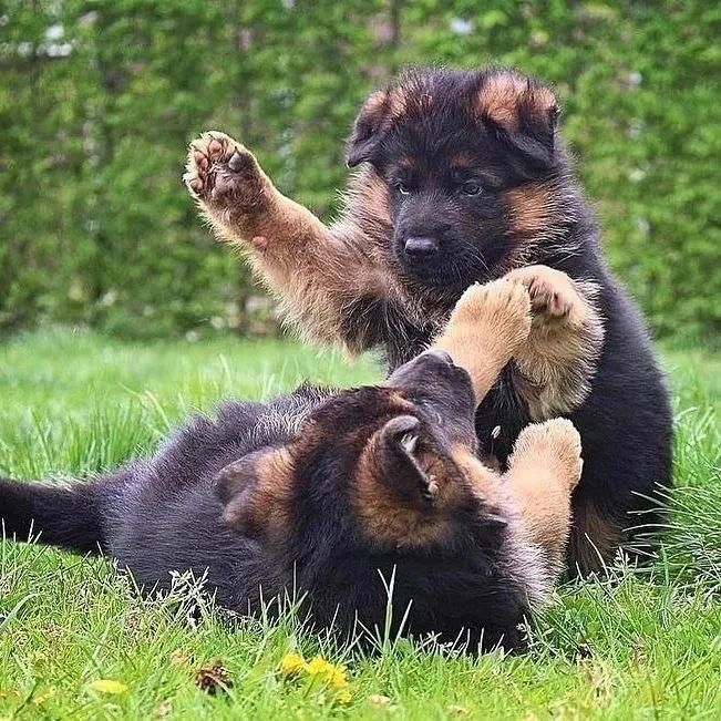 Pastor alemão capa preta 