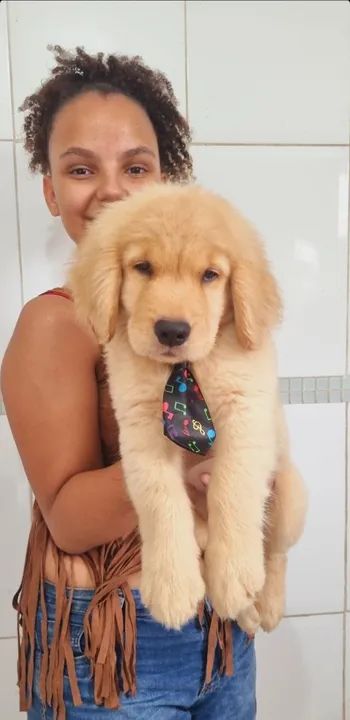 Filhote Golden Retriever - Foto 5
