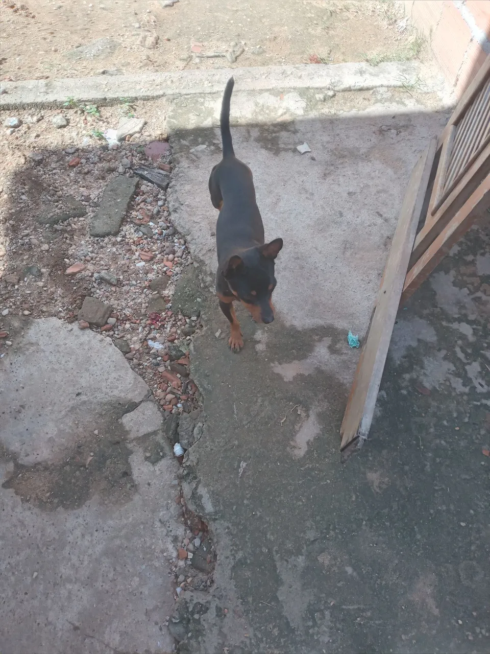 Pinscher