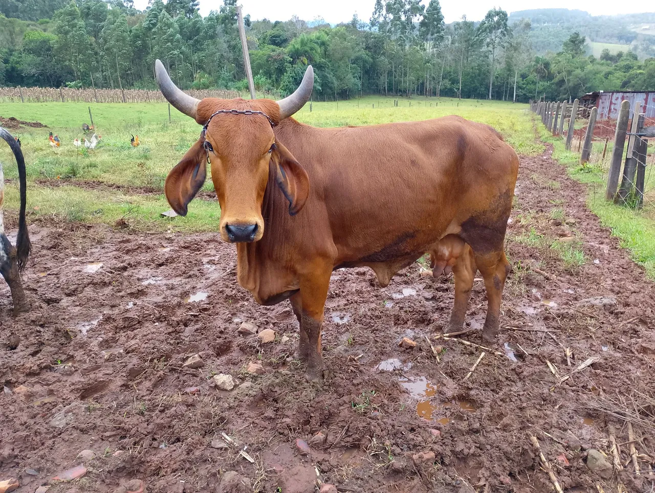 Vendo vaca