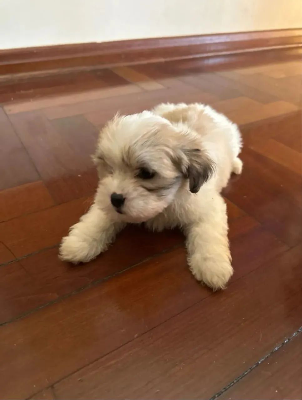 Filhotes lhasa para venda macho e fêmea!!! - Foto 2