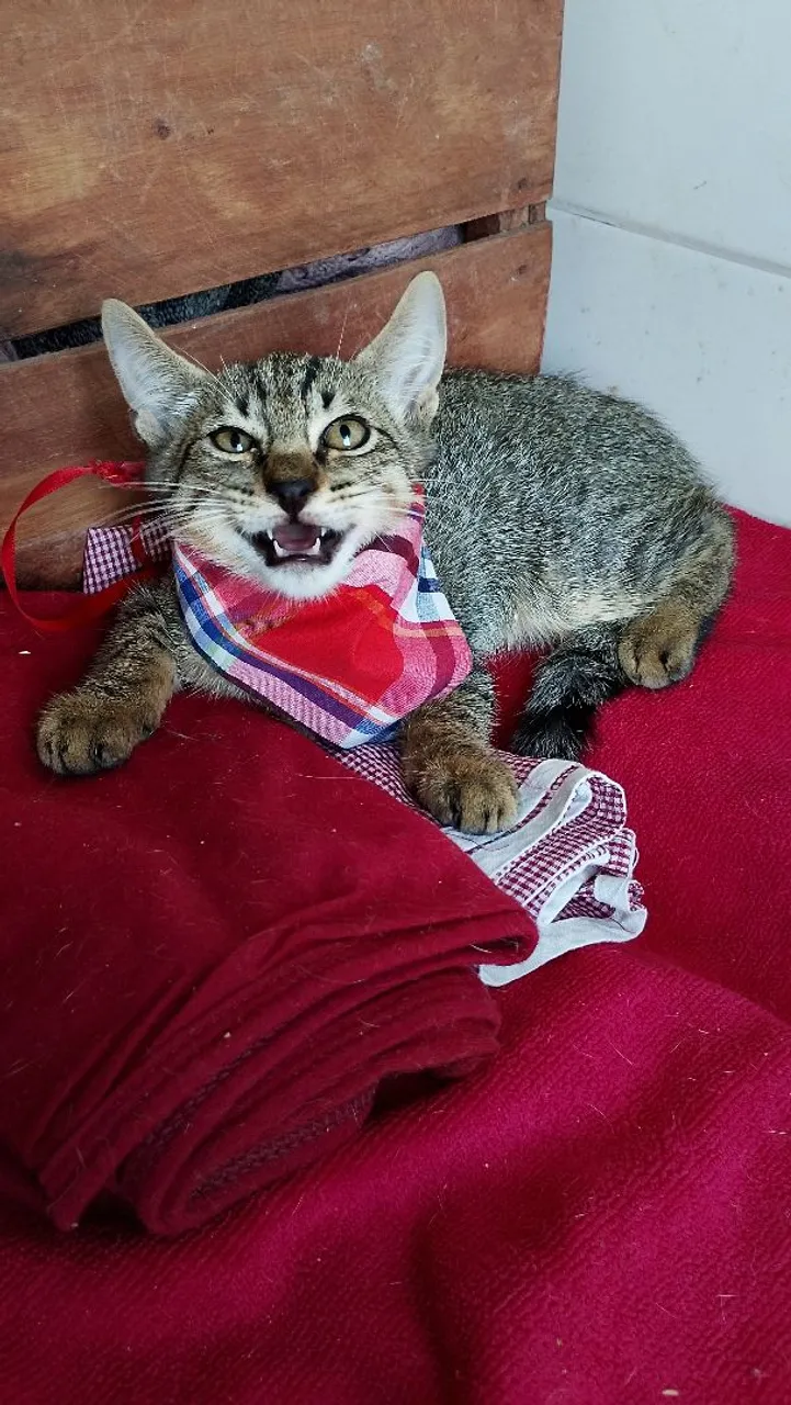 Gatinho Fofo Procurando Lar