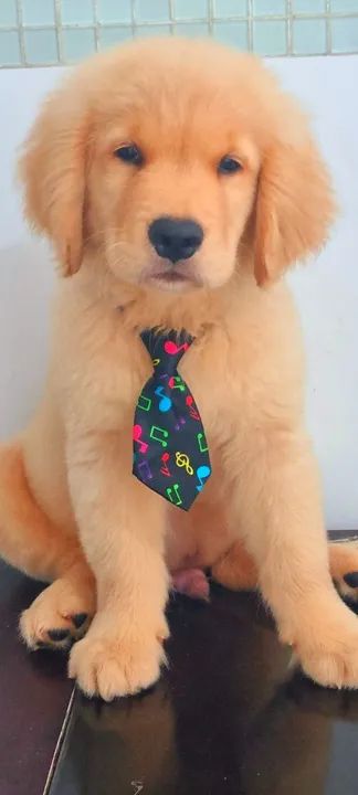 Filhote Golden Retriever - Foto 3