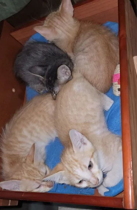 Filhotes de gatos 4 machos e 1 femea (2 meses) para adoção.  - Foto 4