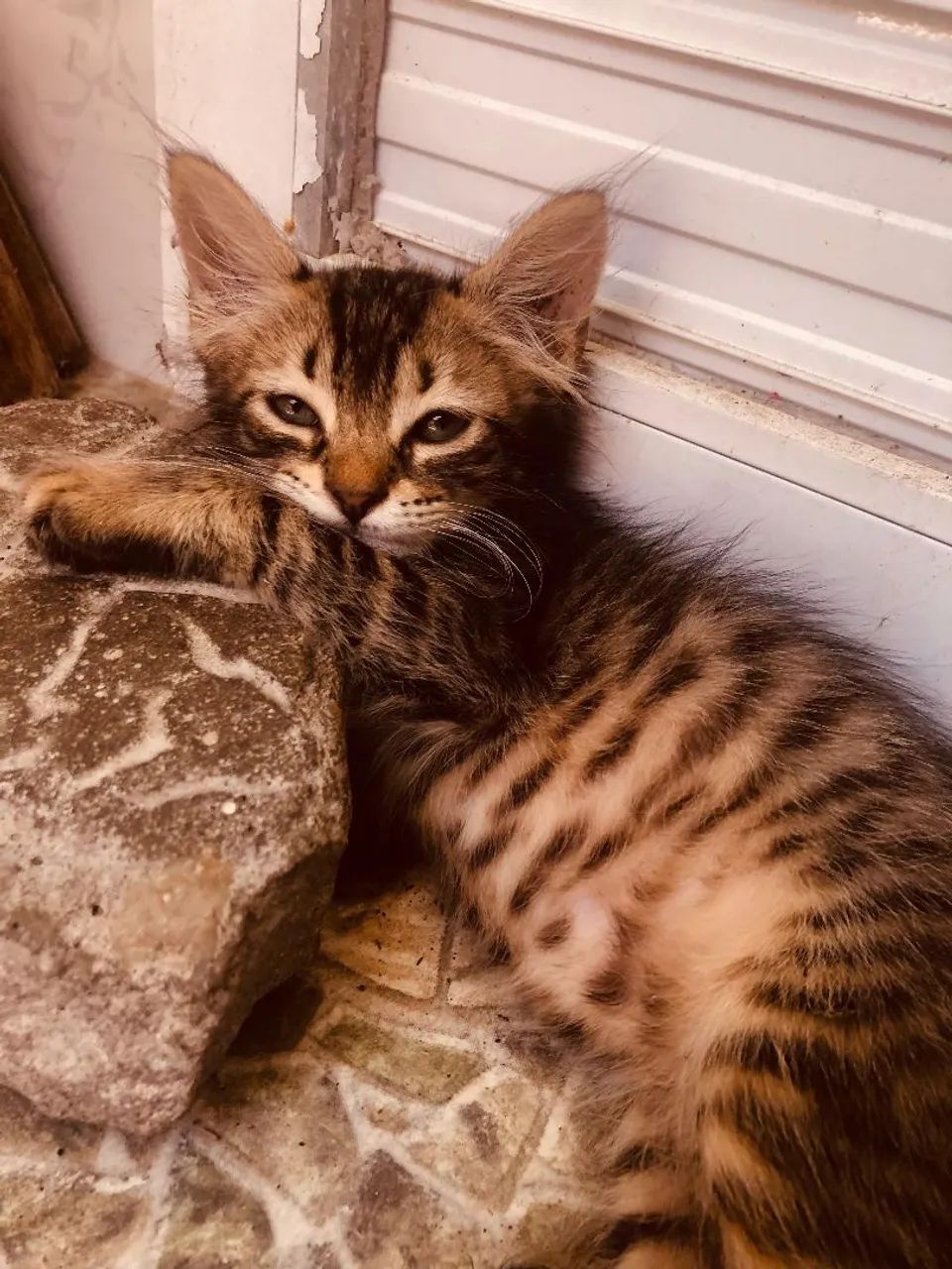 Gatinhas abandonadas mais unidas - Foto 6