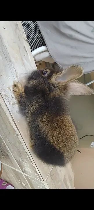 Vendo coelho  - Foto 2