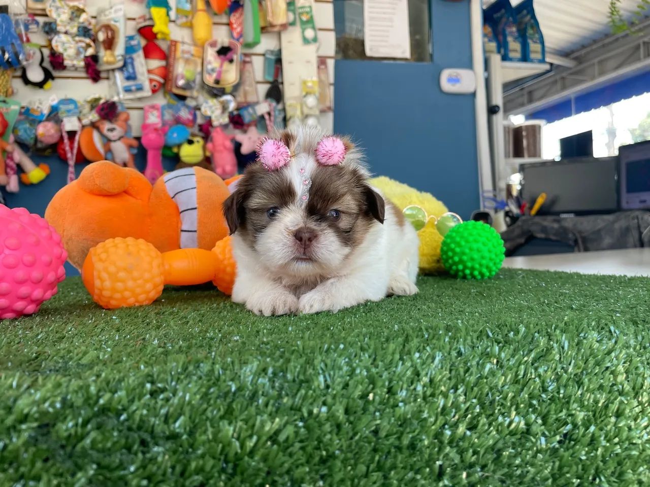 Shih tzu fêmea mini dos olhos verdes $2.400,00 - Foto 5