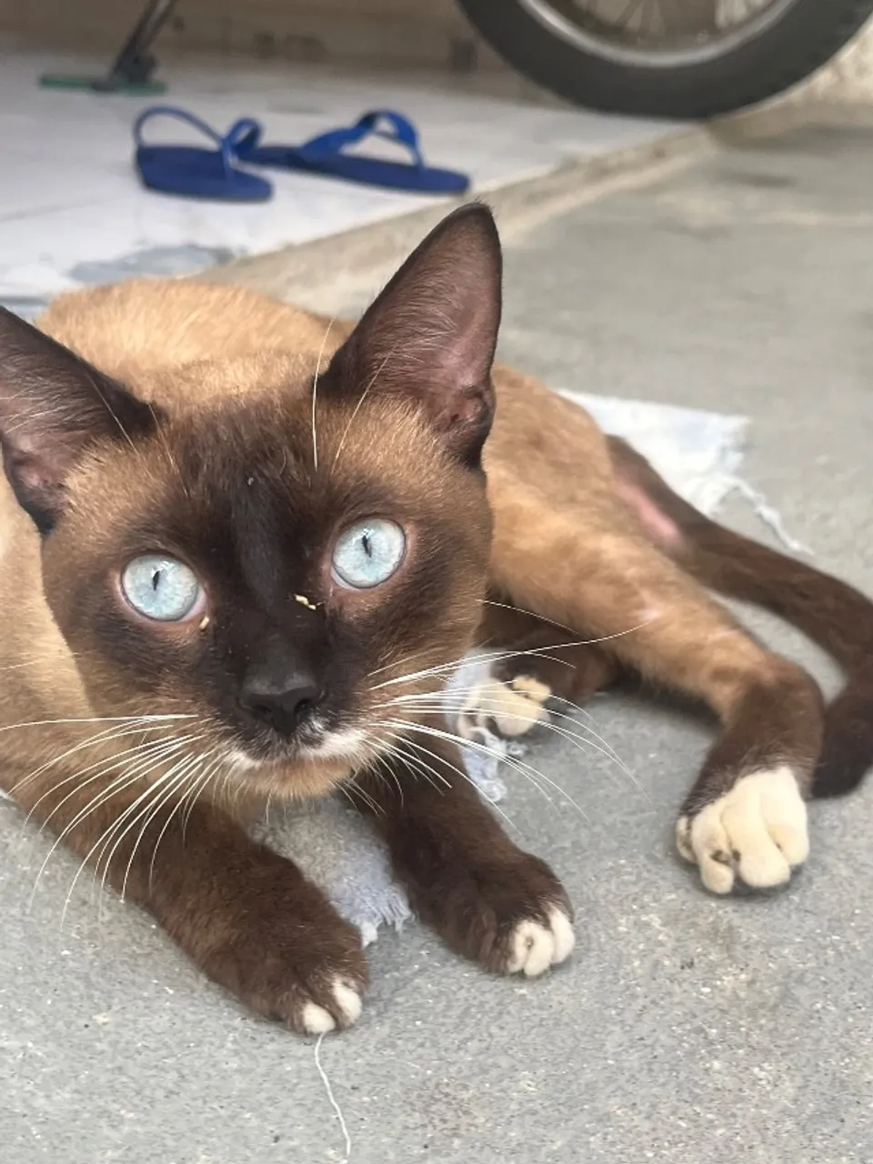 Gato resgatado siamês pra adoção