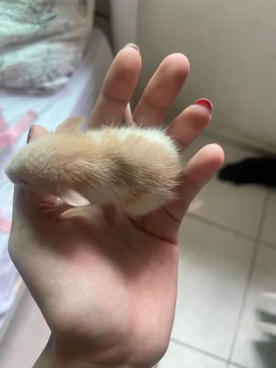 Rato fofinho  - Foto 3