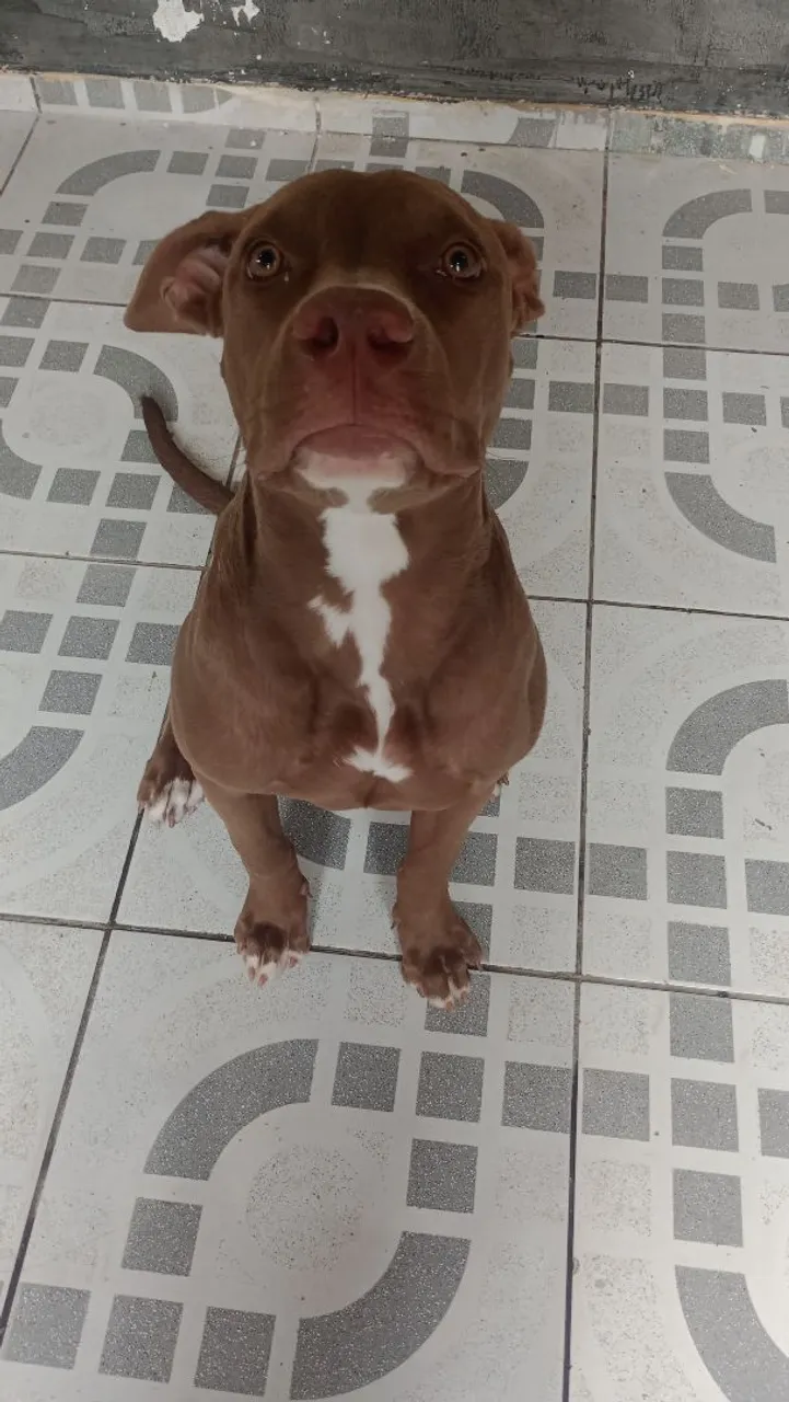 Filhote de Pitbull fêmea 5 meses
