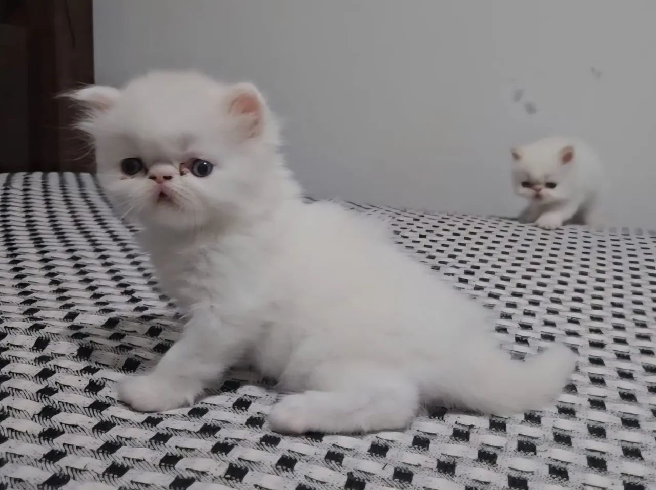 Himalayan Persian Cat64639805580673120