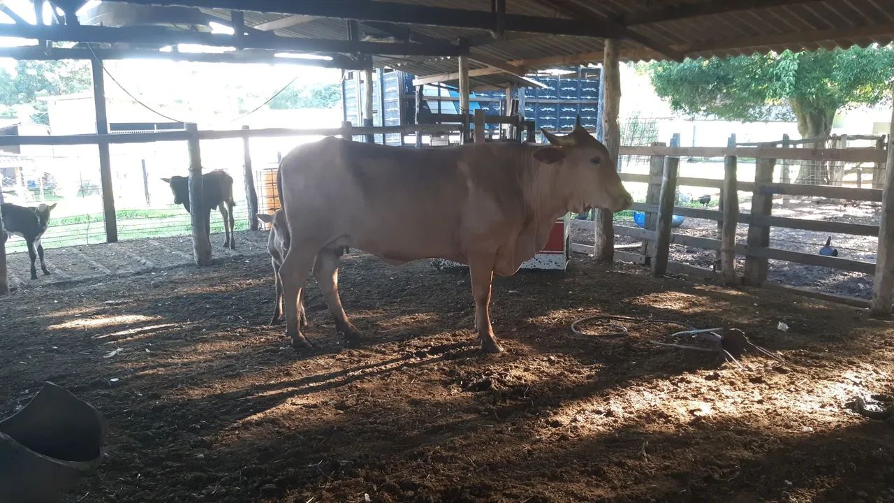 Vaca caracu 