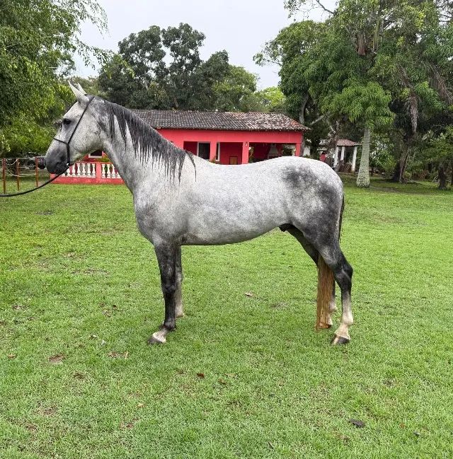 Vendo Cavalo mangalarga  - Foto 3