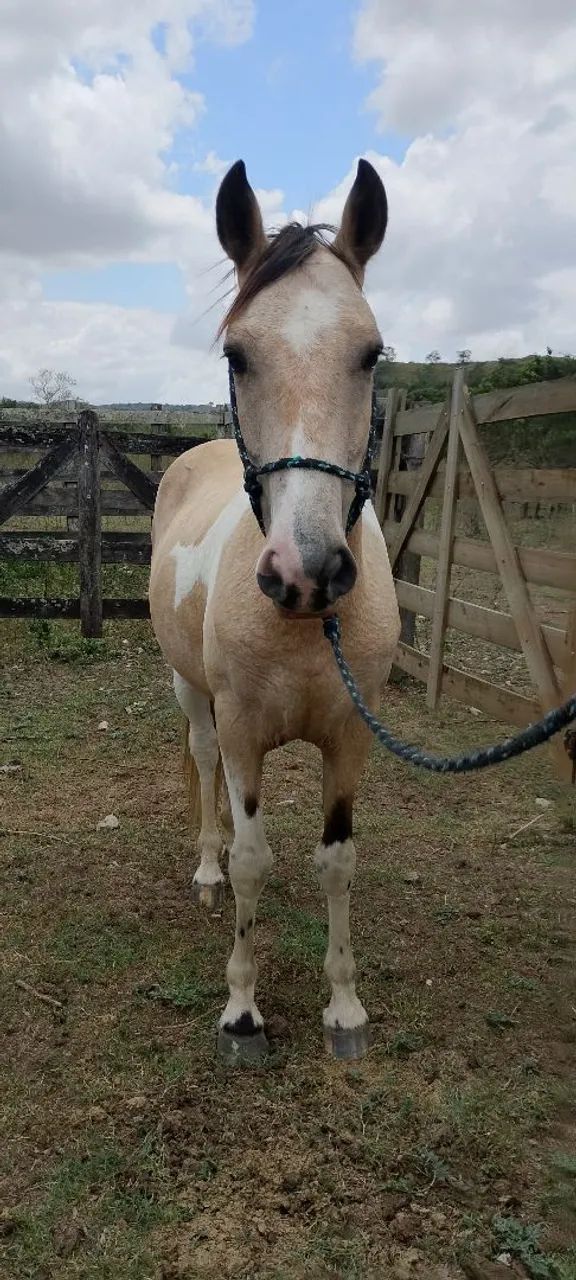 Cavalo Pampa  - Foto 5