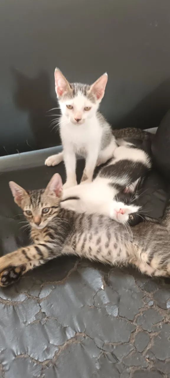 Adoção responsável  - Foto 3