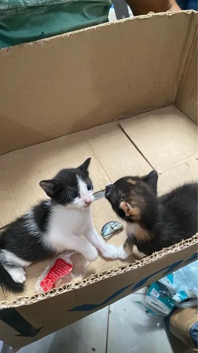 dois gatinhos para adoção responsável com castração garantida e ração 