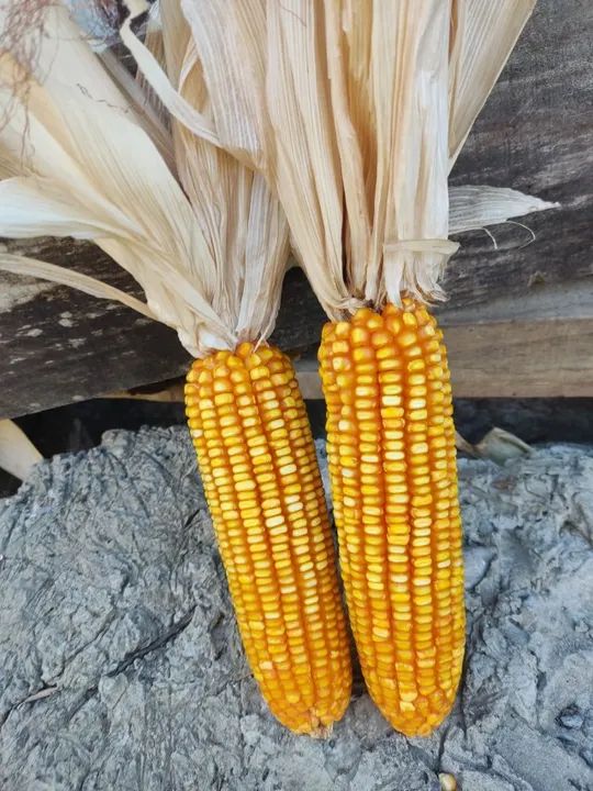 MILHO EM SOCA - Foto 2