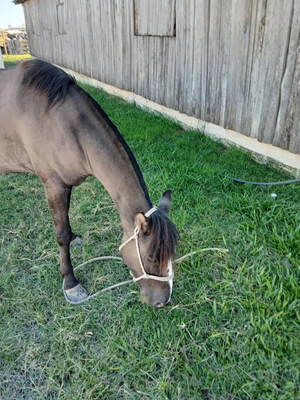 Cavalo lubuno de confiança
