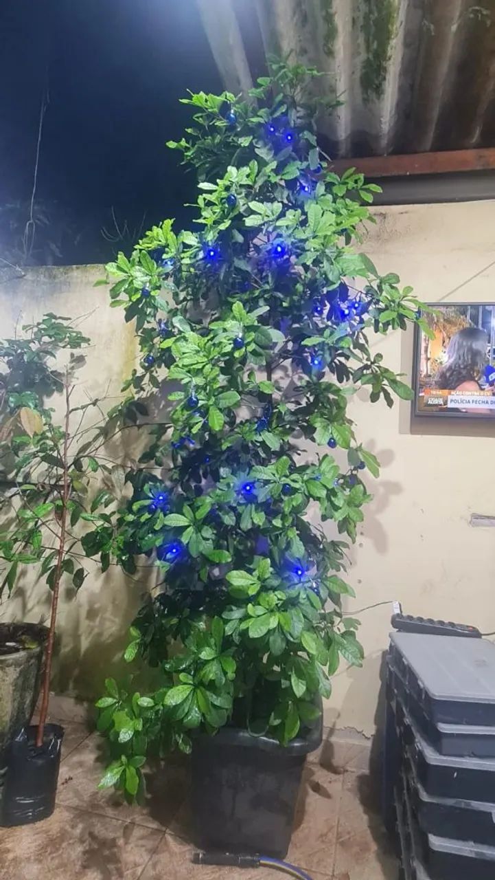 Mudas fruta do milagre