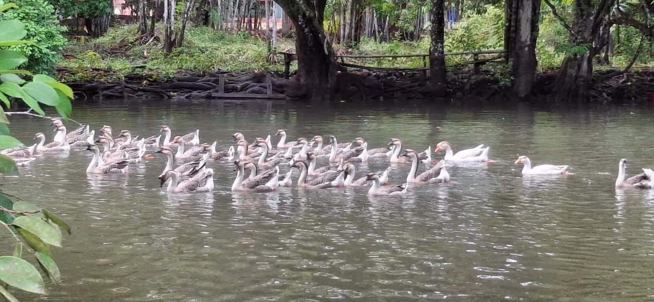 Vende-se Ganso  - Foto 3