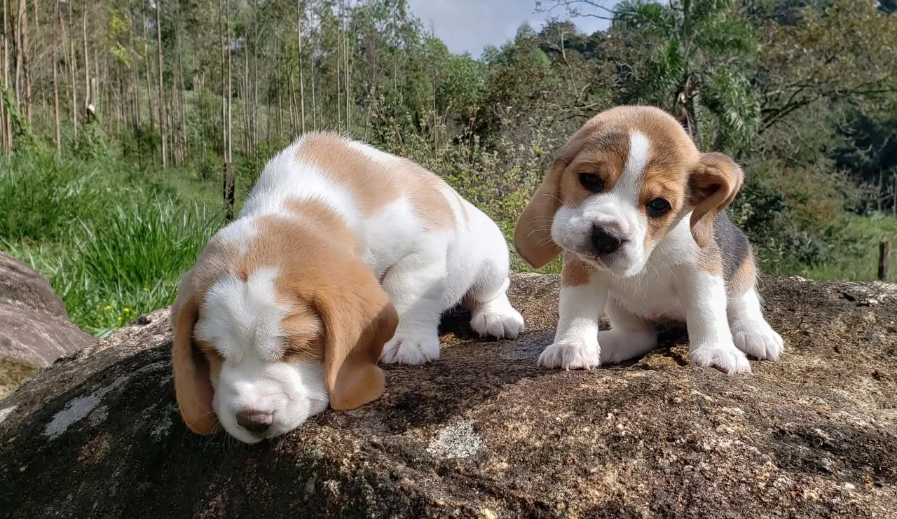 Beagle filhotes luxo