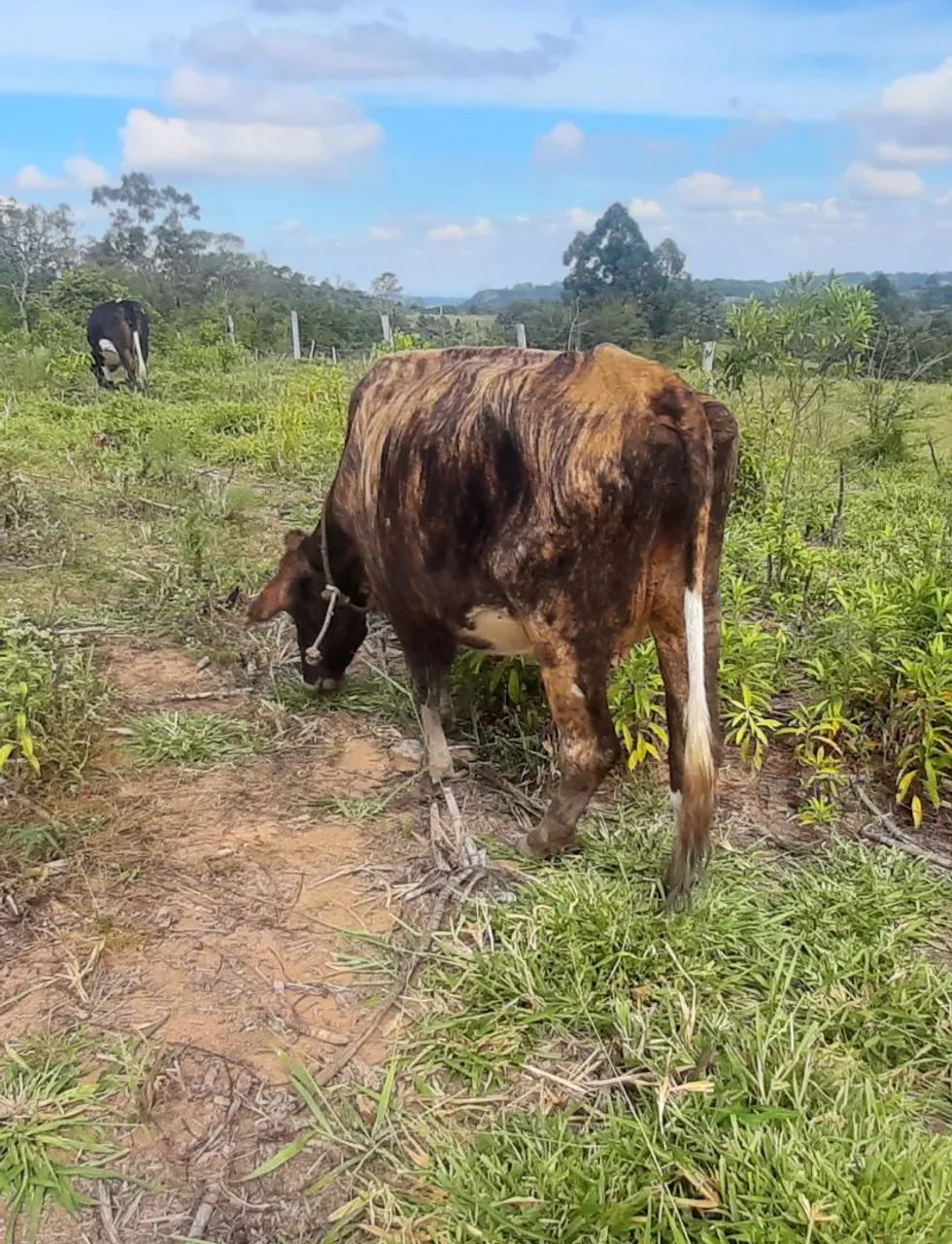 Vaca com cria - Foto 5