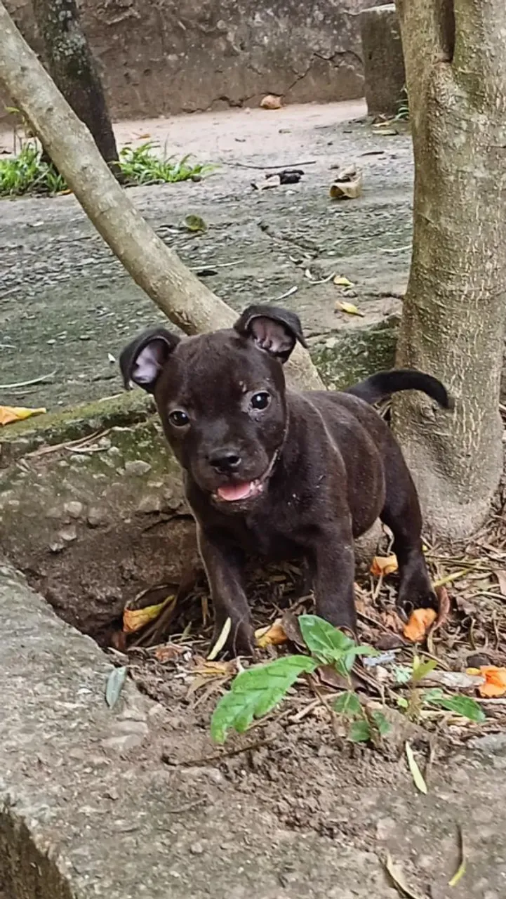 Lindo filhote de Staffbull,  muito espeto e brincalhão 
