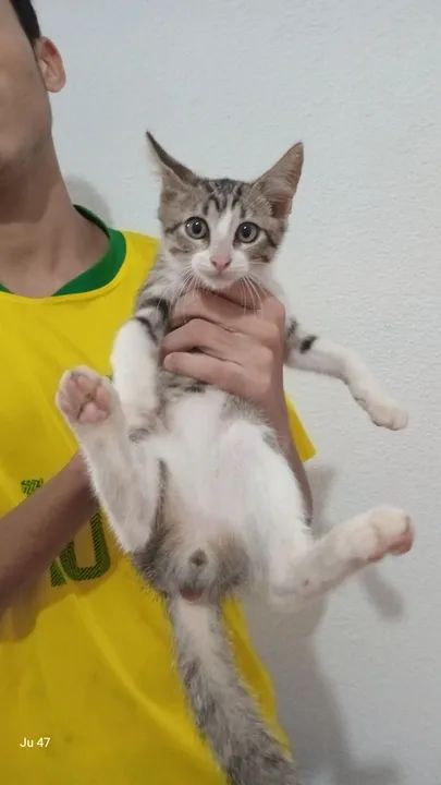 Gatinhos machos para adoção  - Foto 3
